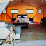 Zorb Rotorua New Zealand glamping tent with dog