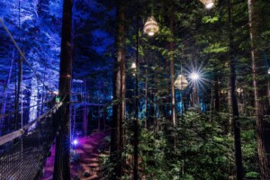 Rotorua Redwoods Treewalk by night